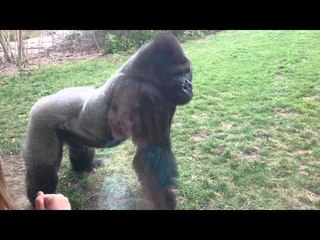 When a Silverback attacks.