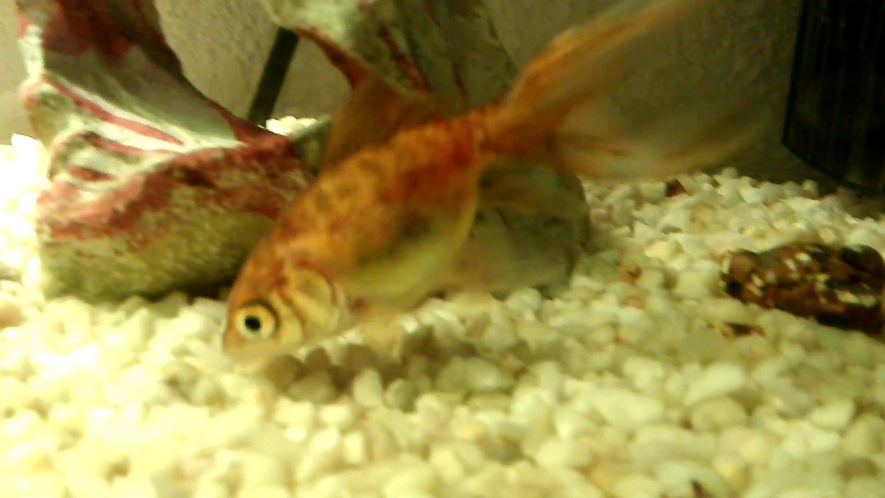 mes 2 poissons dans mon aquarium de 17 L.