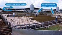 Sheep and cattle handling guidelines