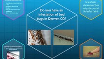 Bed Bugs Denver, CO | Beeline Pest Control