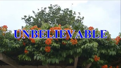 Spouse For House 2 Unbelievable - I so stunned like vegetable