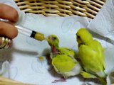 Hand feeding our baby budgies