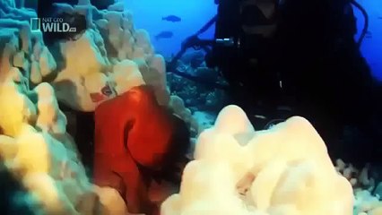 National Geographic - Sharks of Lost Island - Discovery/Wildlife/Nature Documentary