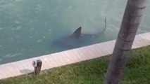 Terrifying shark swimming into someone's backyard