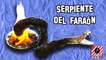 Comment faire Homemade expériences Serpent Pharaon