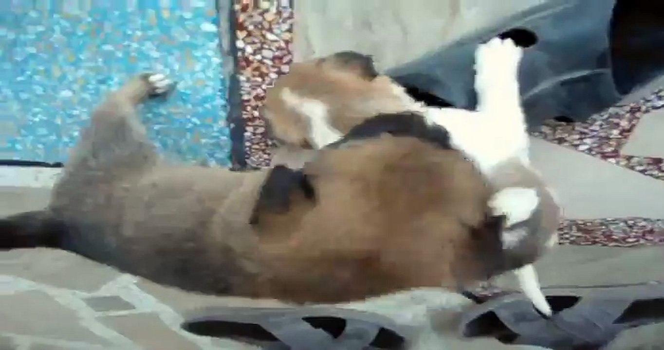Two Cute Puppies 2014