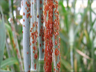Wheat rusts ya kungi Dr.Ashraf Sahibzada