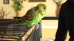 Caring for Parakeets : Time Requirements for Parakeets