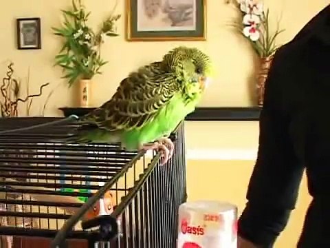 Caring for Parakeets : Time Requirements for Parakeets
