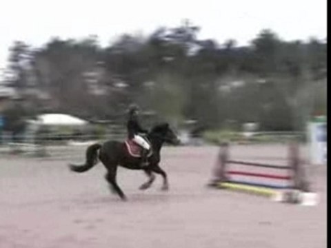 Ponette welsh 5ans D pour CSO CCE