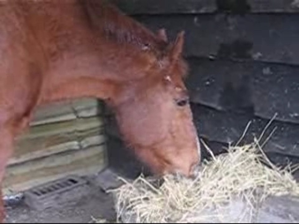 Cheer, Dream et Raban