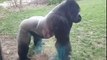 Un gorille attaque des visiteurs dans un zoo (États-Unis)
