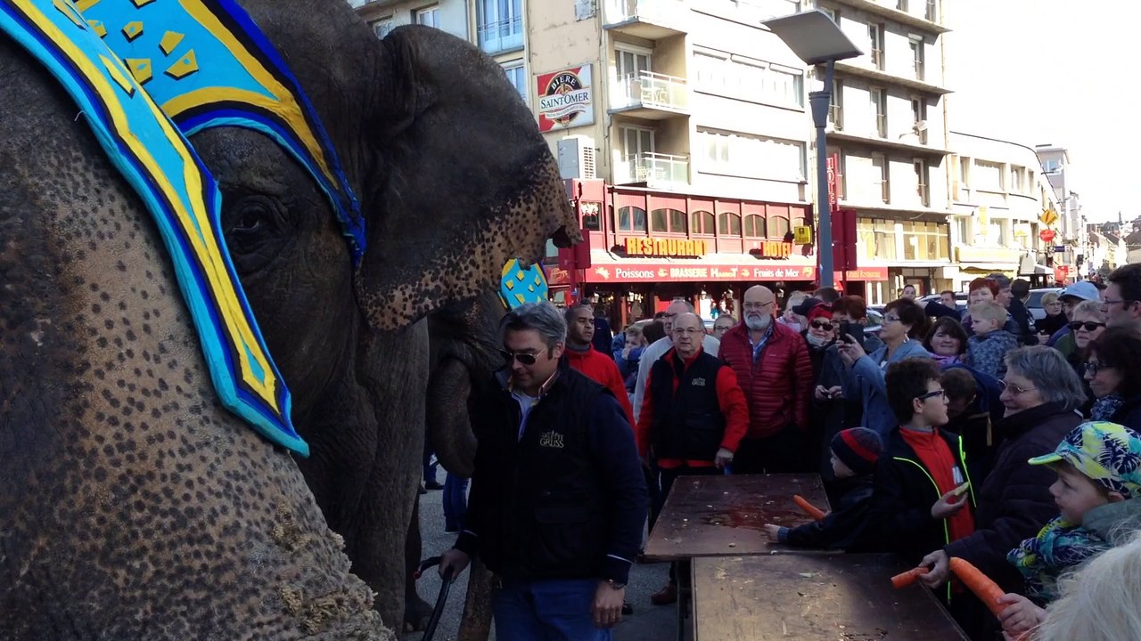 Boulogne : les éléphants du cirque Gruss prennent leur petit dej' en ville
