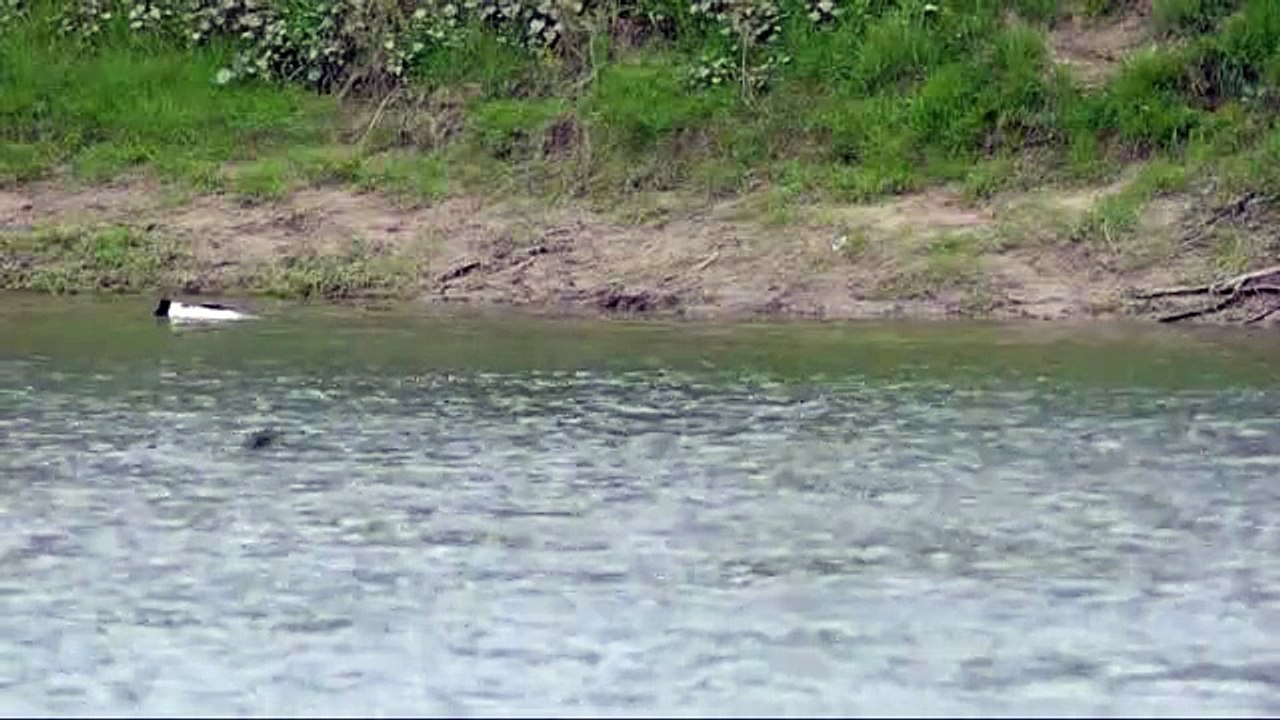 Harles bièvre en basse vallée du Doubs