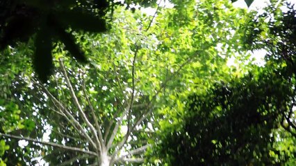 Thailande - Kao Yai National Park - Forêt - Gibbons