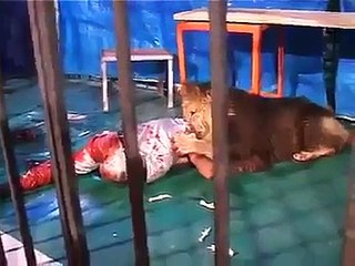 WARNING SHOCKING VIDEO.  Lion Attacks (and probably killed) a Man entered int
