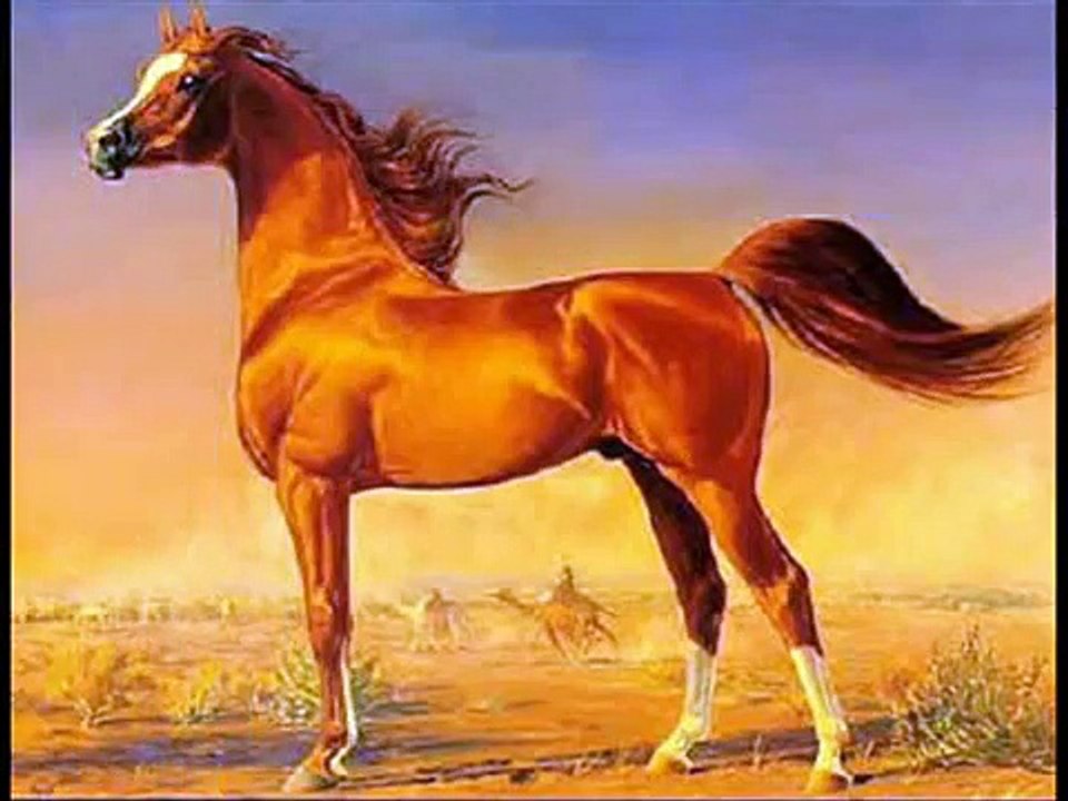 The Arabian Horse