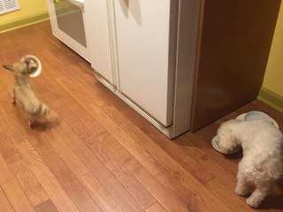 Funny dog refuses to eat alone