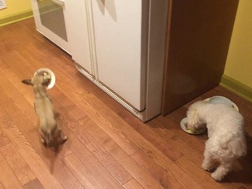 Ce chien refuse de manger tout seul... Trop mignon!