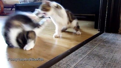 While Mom is napping | Funny Cats