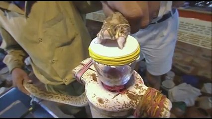 This is What Snake Venom Does