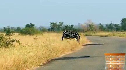 Lions Miss the Easiest Zebra Meal Ever! - Latest Wildlife Sightings
