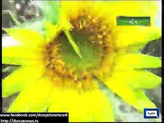 Dunya News - Badin remains poor despite producing tons of vegetable oil