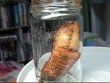 Pupation of Japanese Rhinoceros Beetle