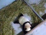Mei Lan Trying to Get out of the Nest...12-21 Pt 2 .