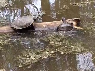 Stubborn turtle
