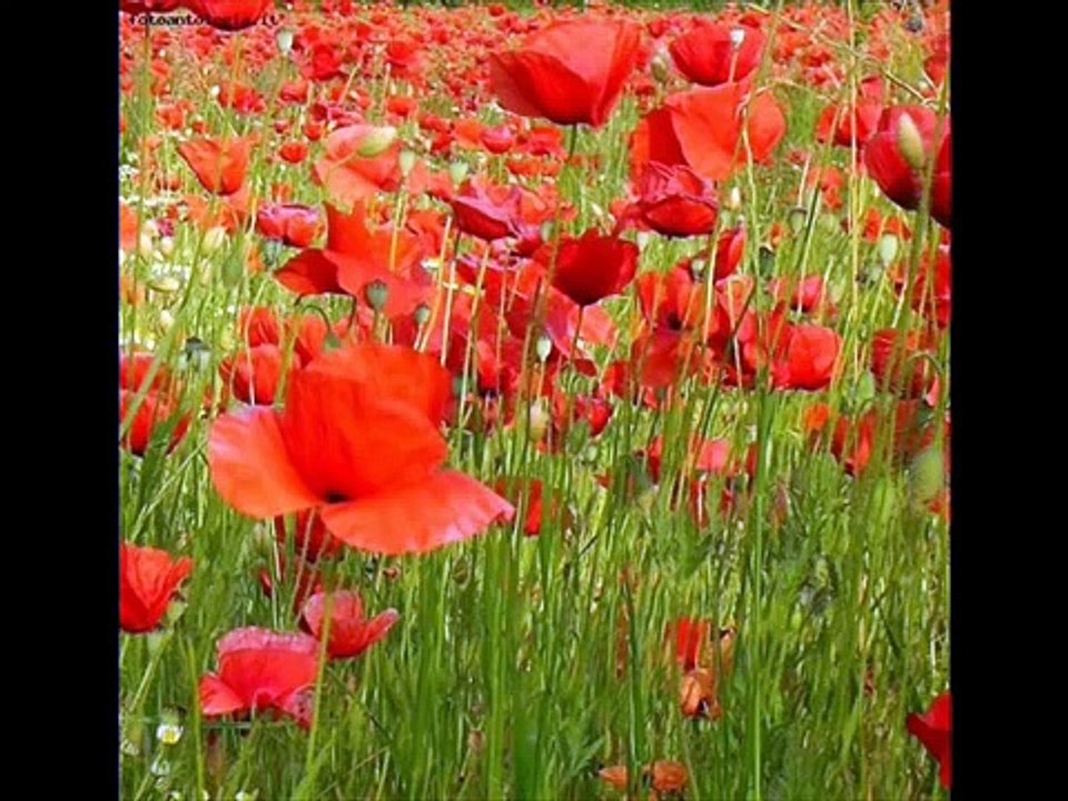 quel mazzolin di fiori-canti alpini