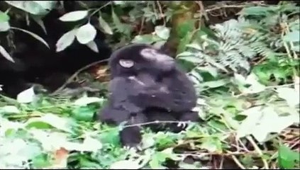 FUNNY ANIMAL VIDEOS - NEW FUNNY ANIMAL VIDEOS - HILARIOUS ANIMAL GIFS