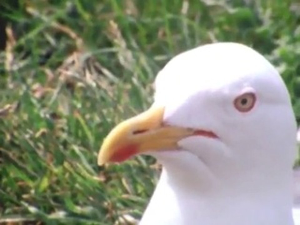 Grandes Creaciones del Hombre 1/24 "La Figura Humana"