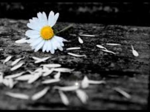 Of The Wand And The Moon - Shall Love Fall From View