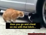 Funny Animals Cats Fighting The First Video With Original Captions) MsCOMEDYCITY _