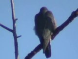 RHM Peregrine Falcon Hunting Pintail Ducks (good flight)