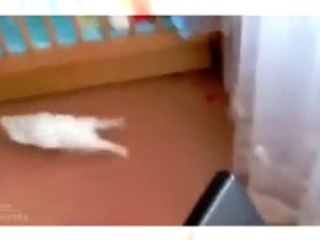 Funny Animal Videos  Video Dailymotion