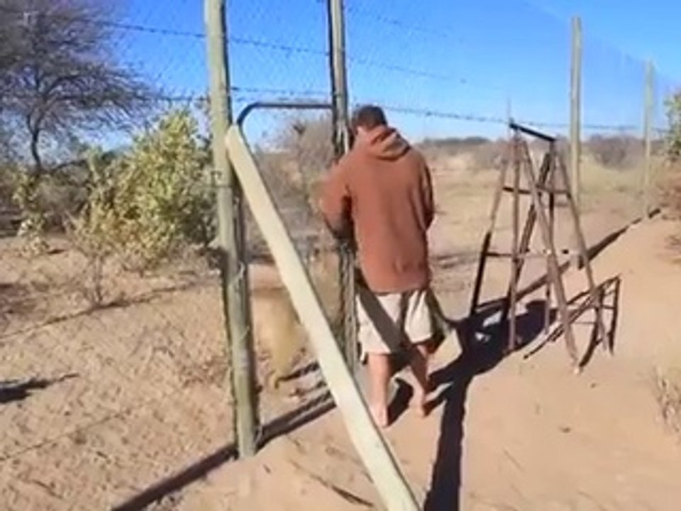Ma copine la lionne