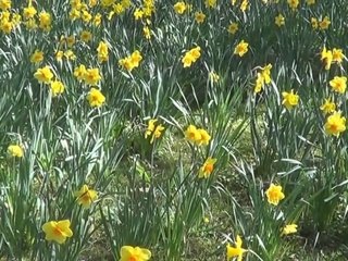 Jonquilles au Printemps