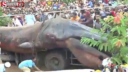Vietnam'da yakalanan dev deniz canavarı