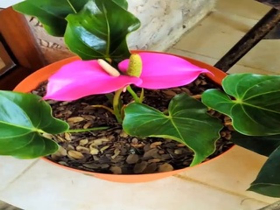 SABIDURIA CON AMOR 26 DE MARZO DEL 2015