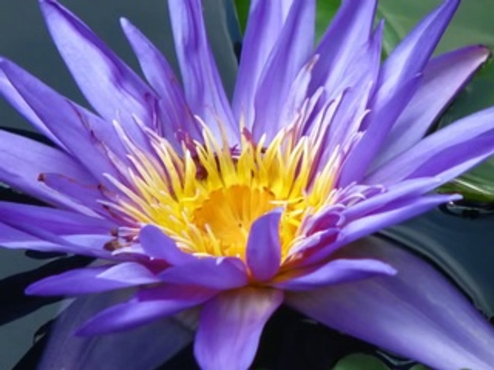 La Petite Fille De La Mer - Vangelis