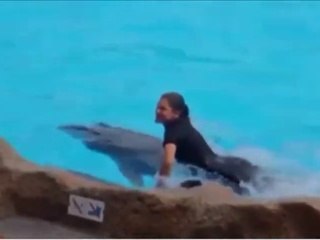 Un show magnifique des dauphins dressés.