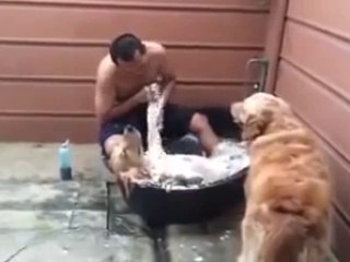 Un Golden prend son bain