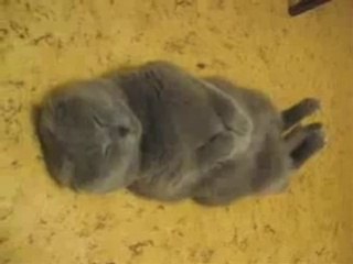 MUST SEE  Snoring Cat, funny animals  Dailymotion video