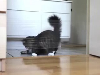 Chat owned par un film plastique