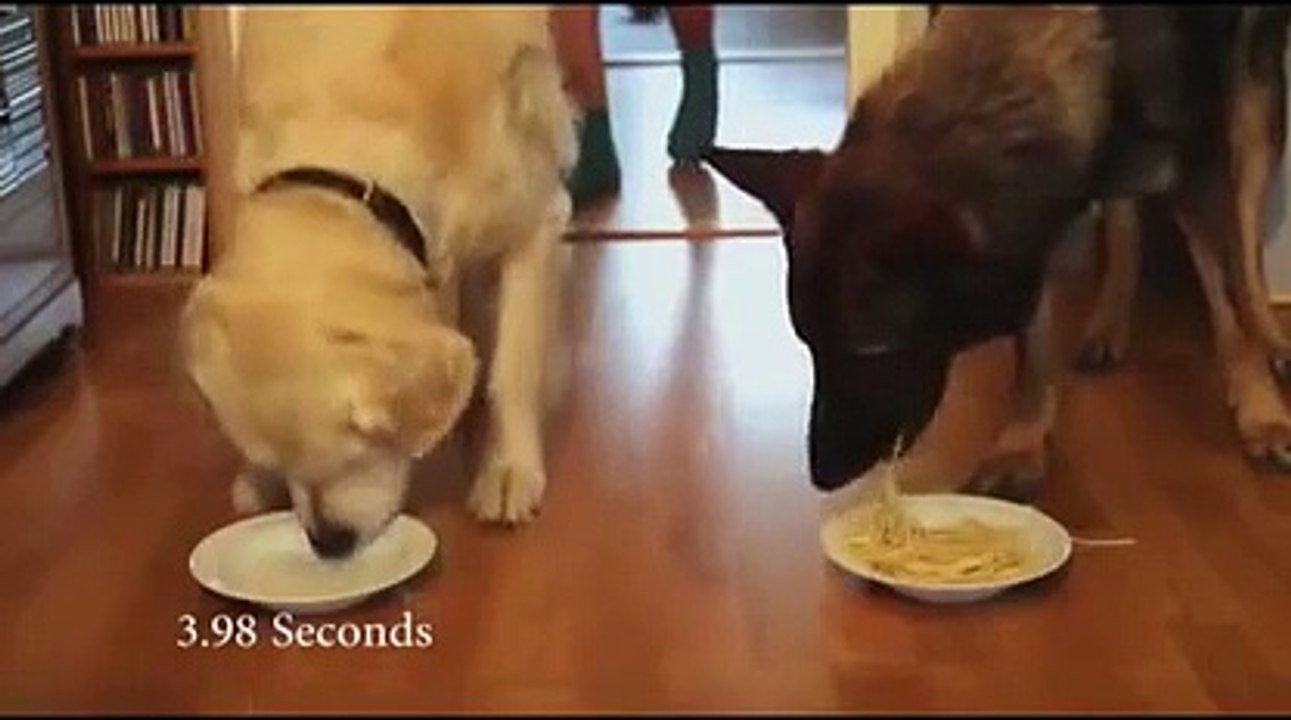 Concours de bouffe entre chiens