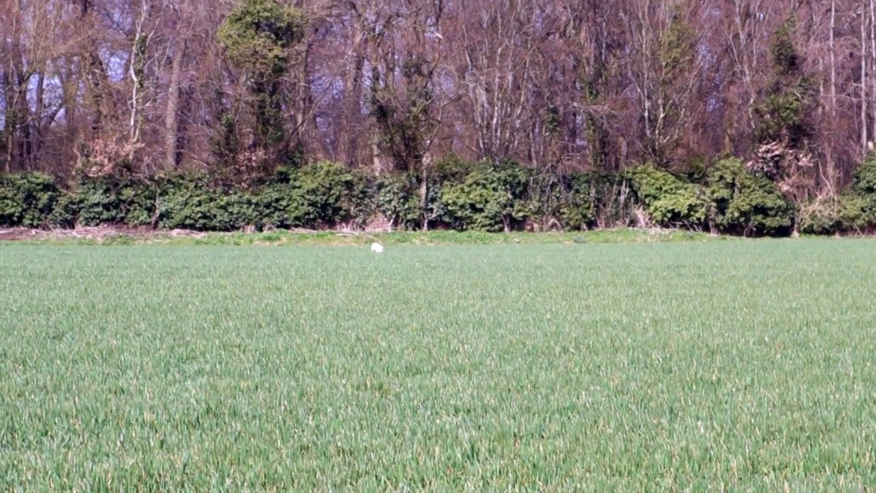 fields de  printemps 2015 HAZPACHO