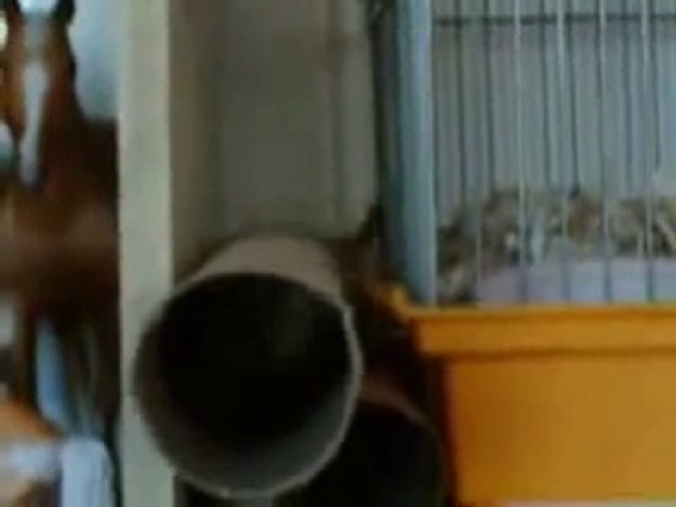 D.J. Memory Video
