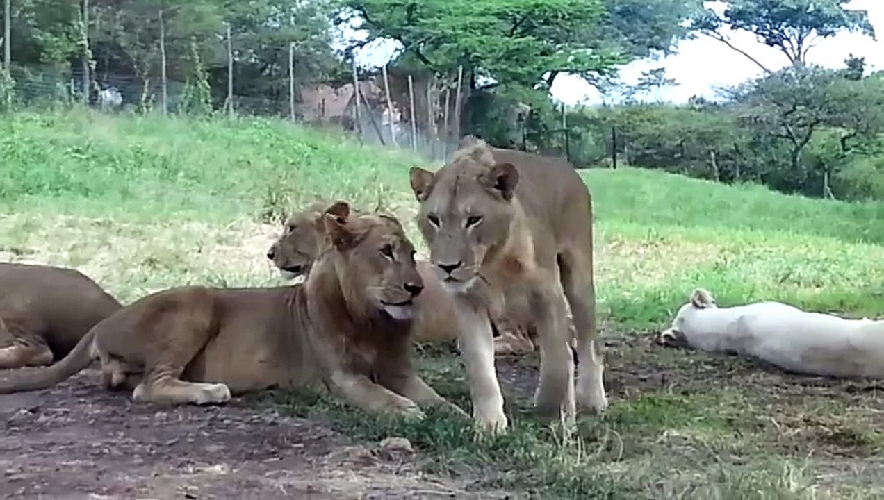 Lion opens car door